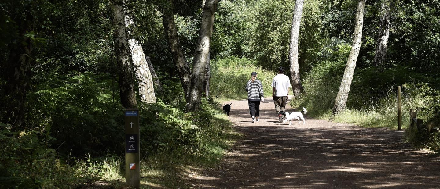 People walking in Sherwood Forest